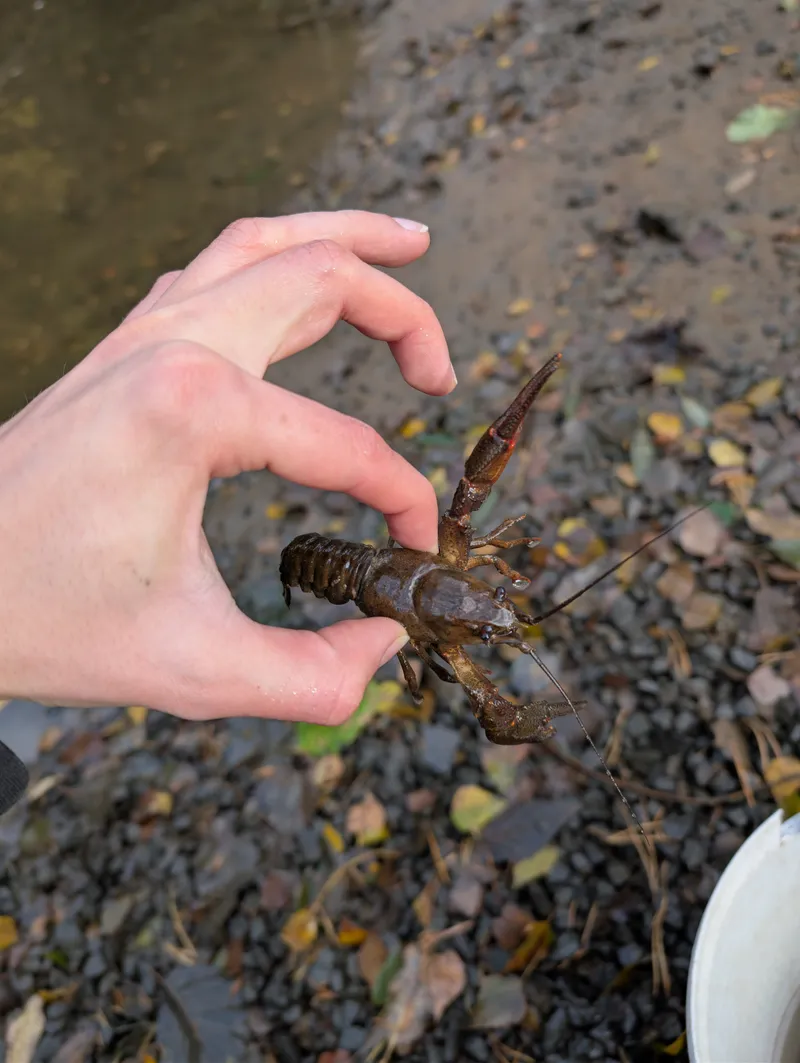Saving lobsters